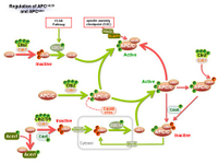 Regulation of APCcdc20 and APCcdh1 PPT Slide
