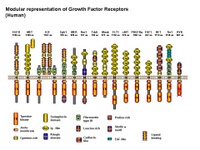 Growth Factor Receptors PPT Slide