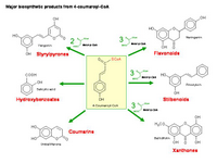 Major biosynthetic products from 4-coumaroyl-CoA PPT Slide