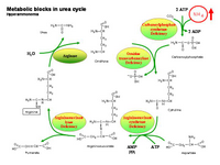 Metabolic blocks in urea cycle PPT Slide