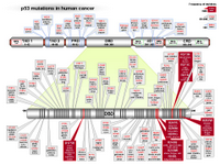 p53 mutations in human cancer PPT Slide