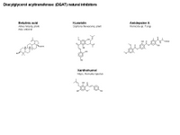 DGAT natural inhibitors PPT Slide