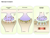 Major types of synapses PPT Slide