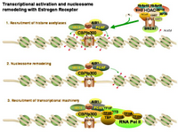 Estrogen receptor and nucleosome remodeling PPT Slide