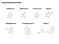 Atypical Pyrimidine Bases in tRNAs PPT Slide