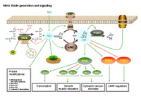 Nitric oxide generation and signaling PPT Slide