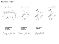 Calcineurin inhibitors PPT Slide