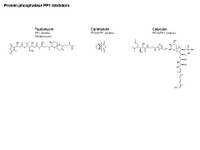 Protein phosphatase PP1 inhibitors PPT Slide
