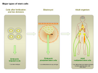 Major types of stem cells PPT Slide