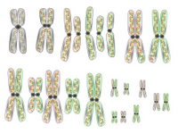 Chromosomes PPT Slide