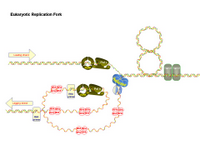 Eukaryotic Replication Fork PPT Slide