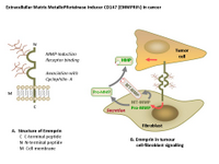 EMMPRIN in cancer metastasis PPT Slide