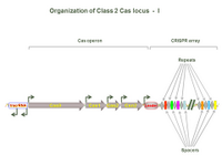 Organization of Class 2 Cas locus  -  I PPT Slide