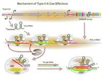 Mechanism of Type II-A Cas Effectors PPT Slide