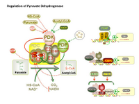 Regulation of Pyruvate Dehydrogenase PPT Slide