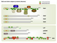 Gab and other adaptor proteins PPT Slide