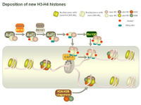 Deposition of new H3-H4 histones PPT Slide