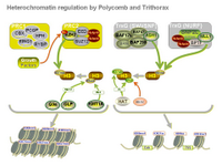 Heterochromatin regulation by Polycomb and Trithorax PPT Slide