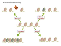 Chromatin remodeling PPT Slide