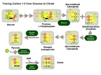 Tracing carbon 1-2 from Glucose to Citrate PPT Slide