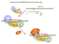 Assembly of CRISPR-Cas3 Complex PPT Slide
