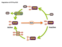 Regulation of PTP by ROS PPT Slide