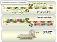 Programmable Nucleases in DNA Editing PPT Slide