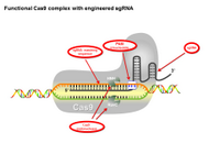 Functional Cas9 complex with engineered sgRNA PPT Slide