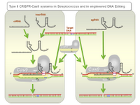 Type II CRISPR-Cas9 systems in Streptococcus and in engineered DNA Editing PPT Slide