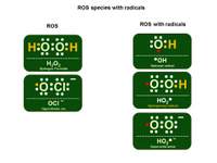 ROS Species with Radicals PPT Slide