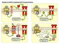 Modes of GPCR mediated RTK transactivation PPT Slide