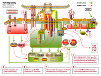 TCR Signaling - Inhibitory mechanisms-2 PPT Slide