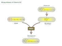 Biosynthesis of Vitamin K2 PPT slide