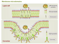 Membrane microdomains PPT Slide