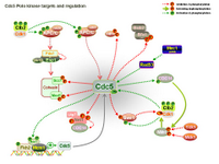 Yeast Cdc5 Polo kinase targets and regulation PPT Slide