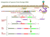 Integration of spacers from foreign DNA PPT Slide