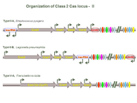 Organization of Class 2 Cas locus -  II PPT Slide
