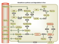 Glutathione synthesis and degradation in liver PPT Slide