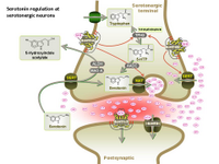 Serotonin regulation at serotonergic neurons PPT Slide