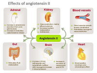Effects of Angiotensin II PPT Slide