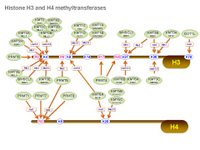 Histone H3 and H4 methyltransferases PPT Slide