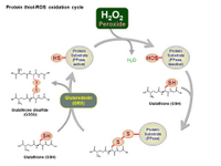 Protein Thiol-ROS oxidation cycle PPT Slide