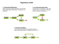Regulatory network motifs PPT Slide