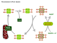 Peroxiredoxin-3 System PPT Slide