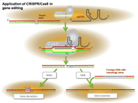Application of CRISPR-Cas9 in gene editing PPT Slide