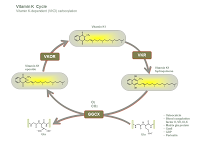 Vitamin K cycle PPT Slide