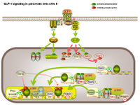 GLP-1 signaling in pancreatic beta cells II PPT Slide