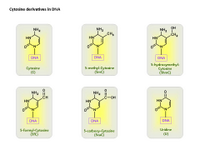 Cytosine derivatives in DNA PPT Slide