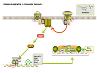 Melatonin signaling in pancreatic beta cells PPT Slide