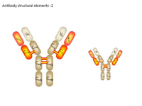 Antibody structural elements -2 PPT Slide